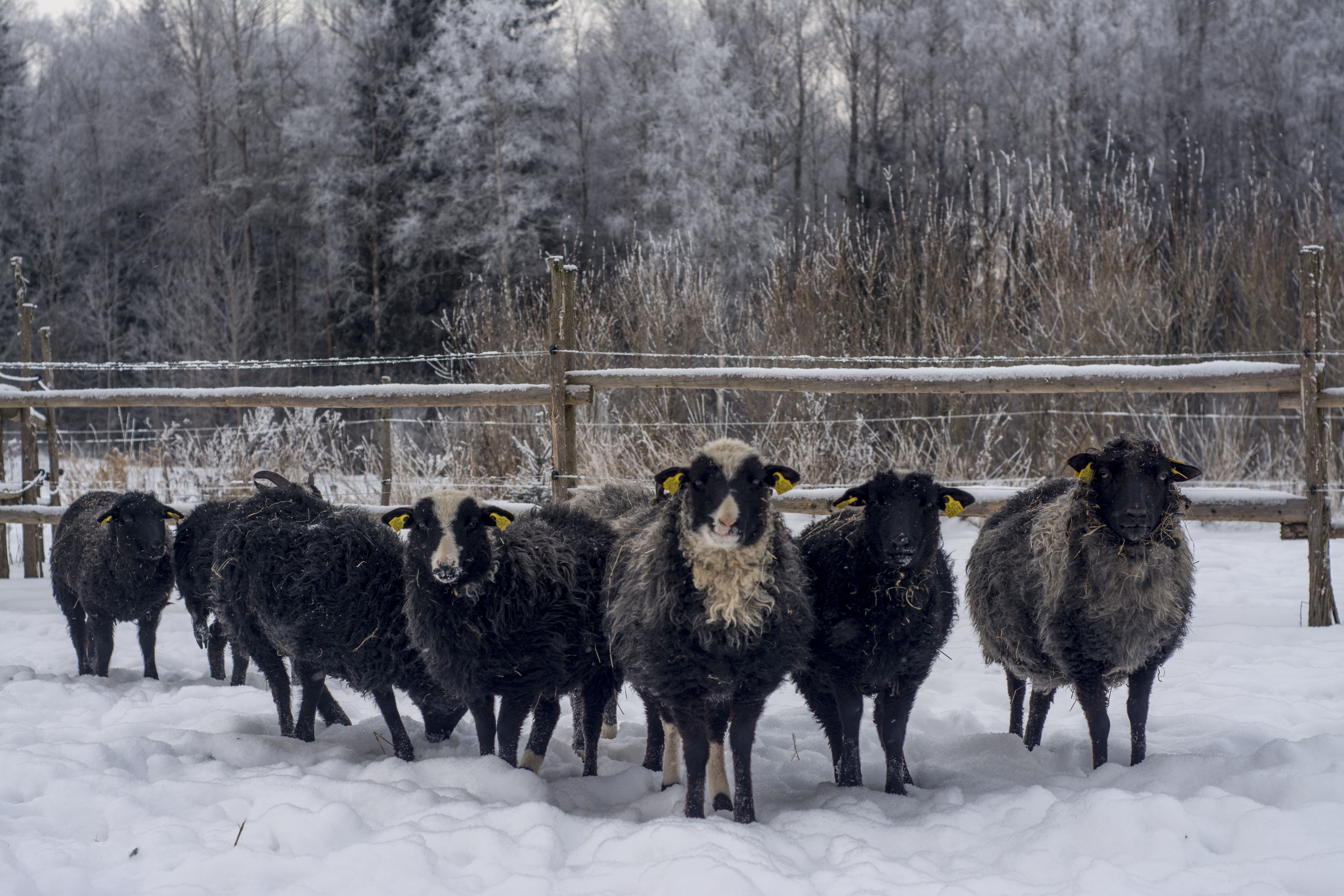 Tuleviku maaelu ideede kaleidoskoop: kurkidest lammasteni, Harjumaalt Põlvamaani