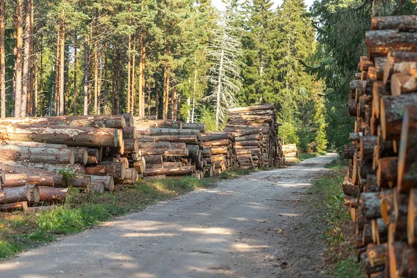 Rohetiigri teekaart metsas õiget teed ei näita