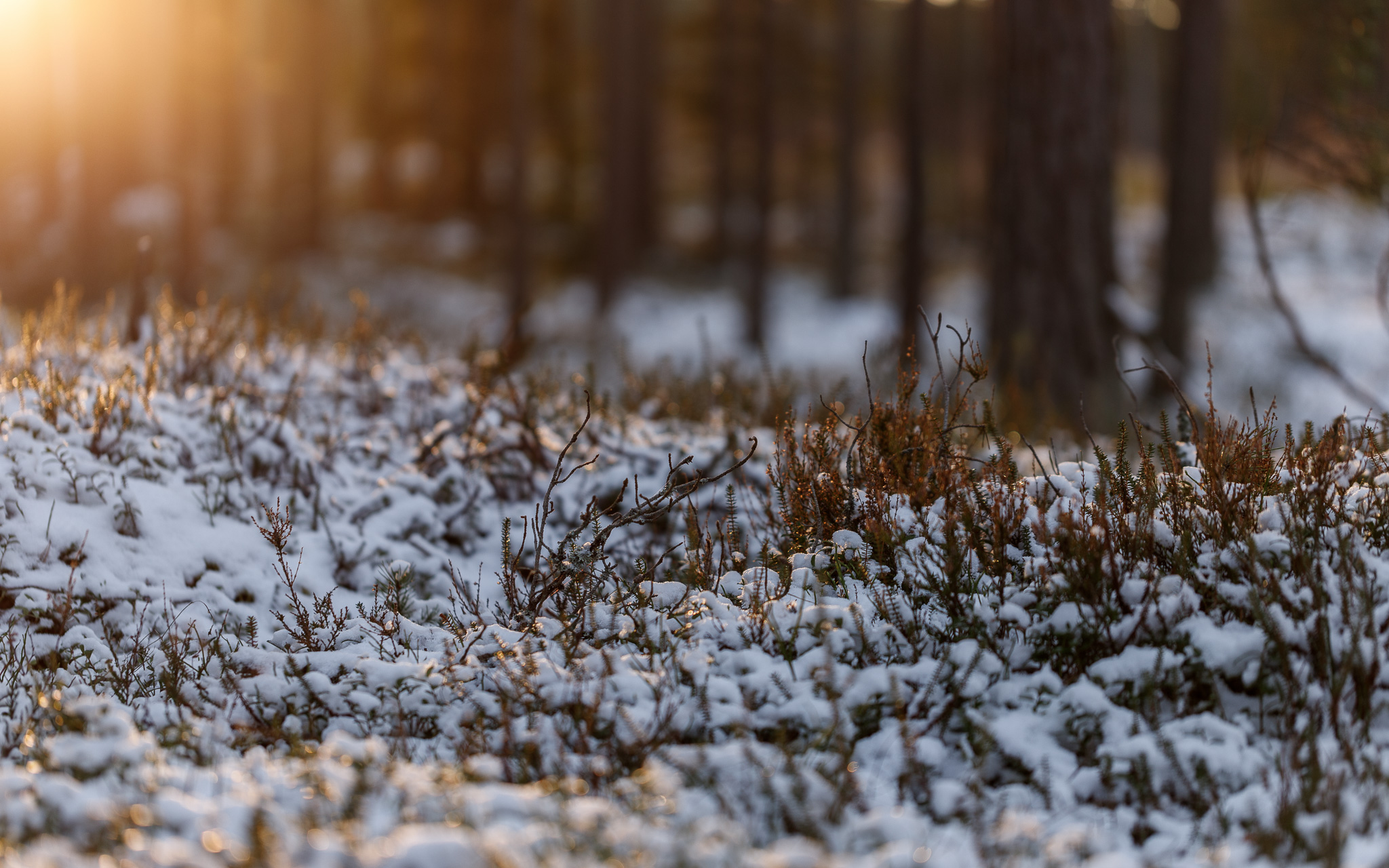 Laura Vilbiks ja Joonas Plaan Postimehes: kui miski on kliimapoliitika kursi viltu kiskunud, siis ei ole see 