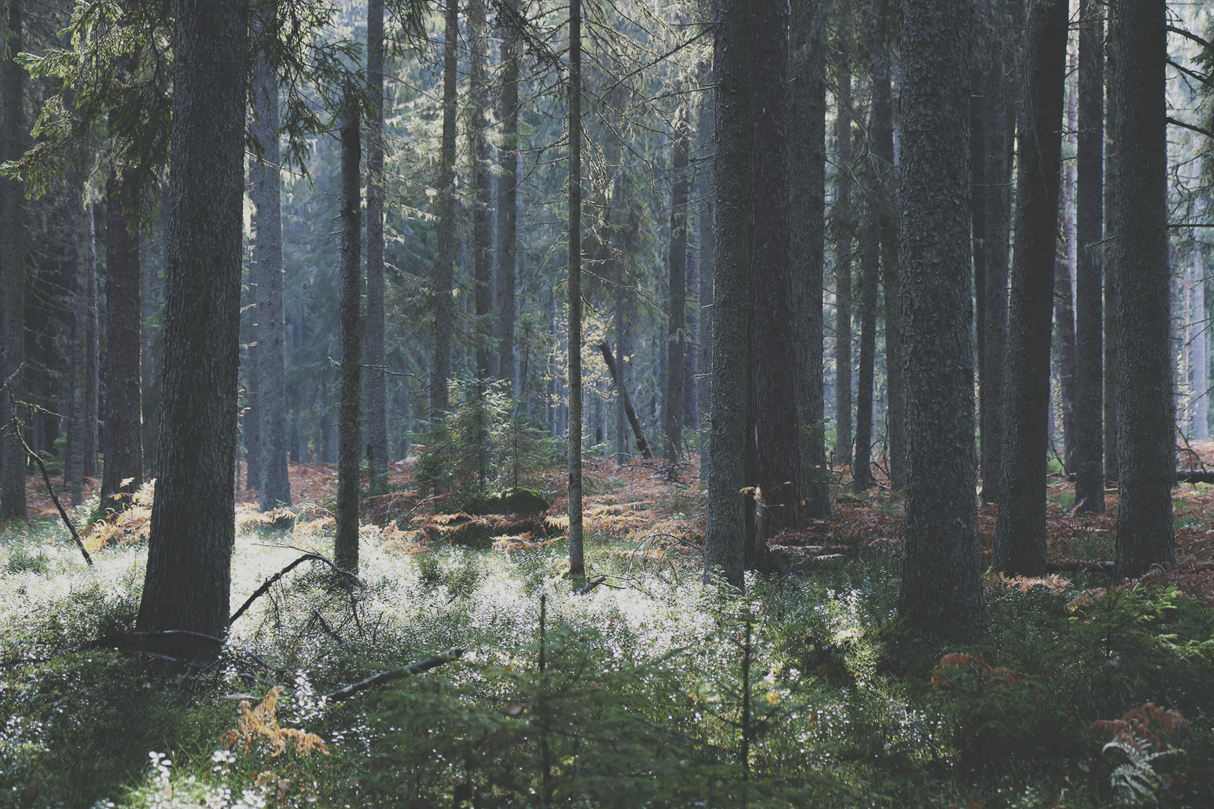 EKO esitas 99 väärtuslikku metsaala, mille kaitse alla võtmine aitab elurikkust hoida