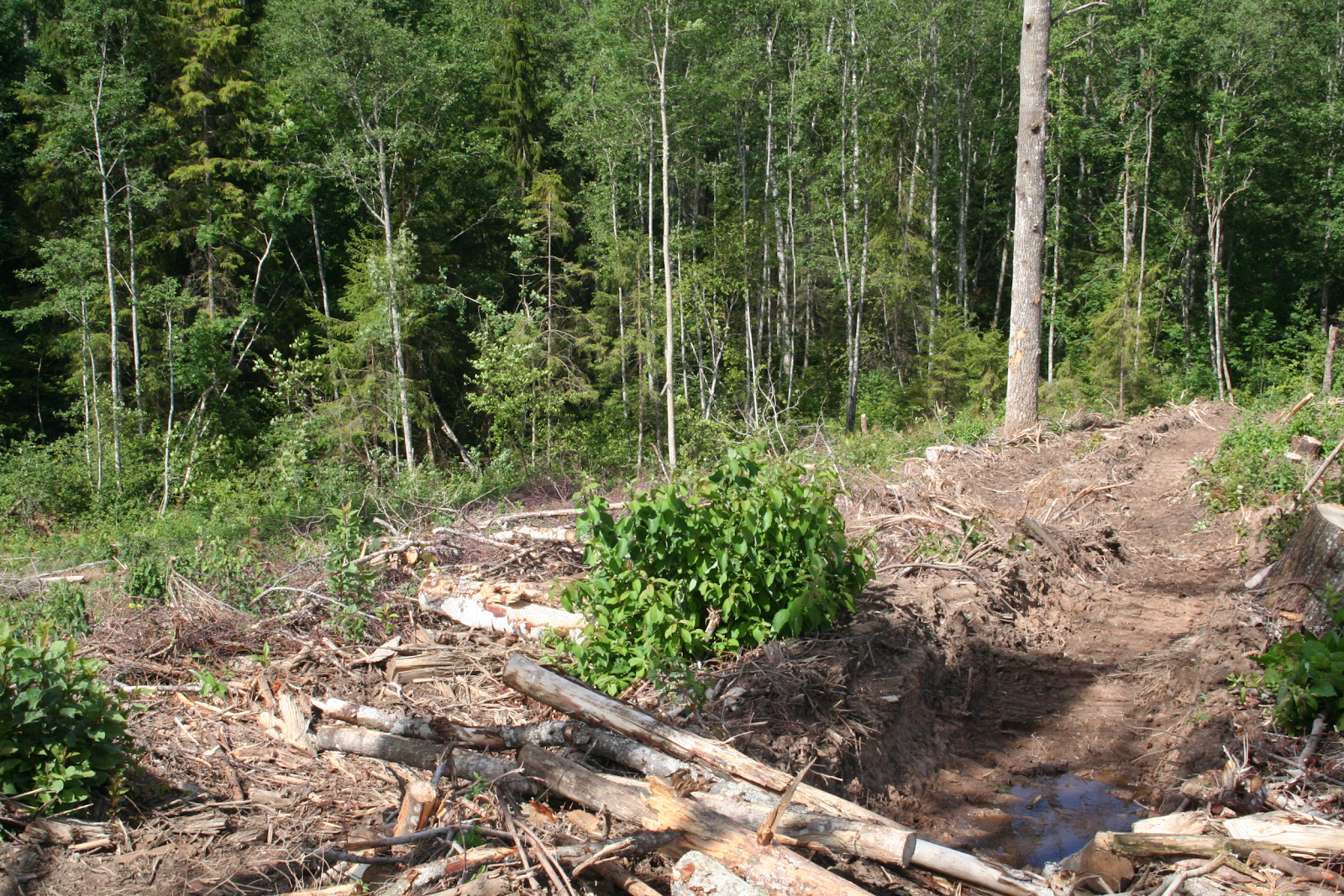 EKO:  Metsa- ja looduskaitseseaduse eelnõud on probleemsed nii sisult kui vormilt