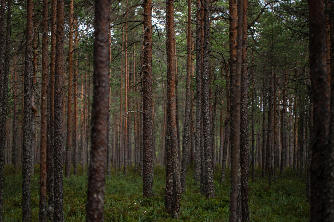 Ilmaparandaja: 99 väärtusliku metsaala kaitsest