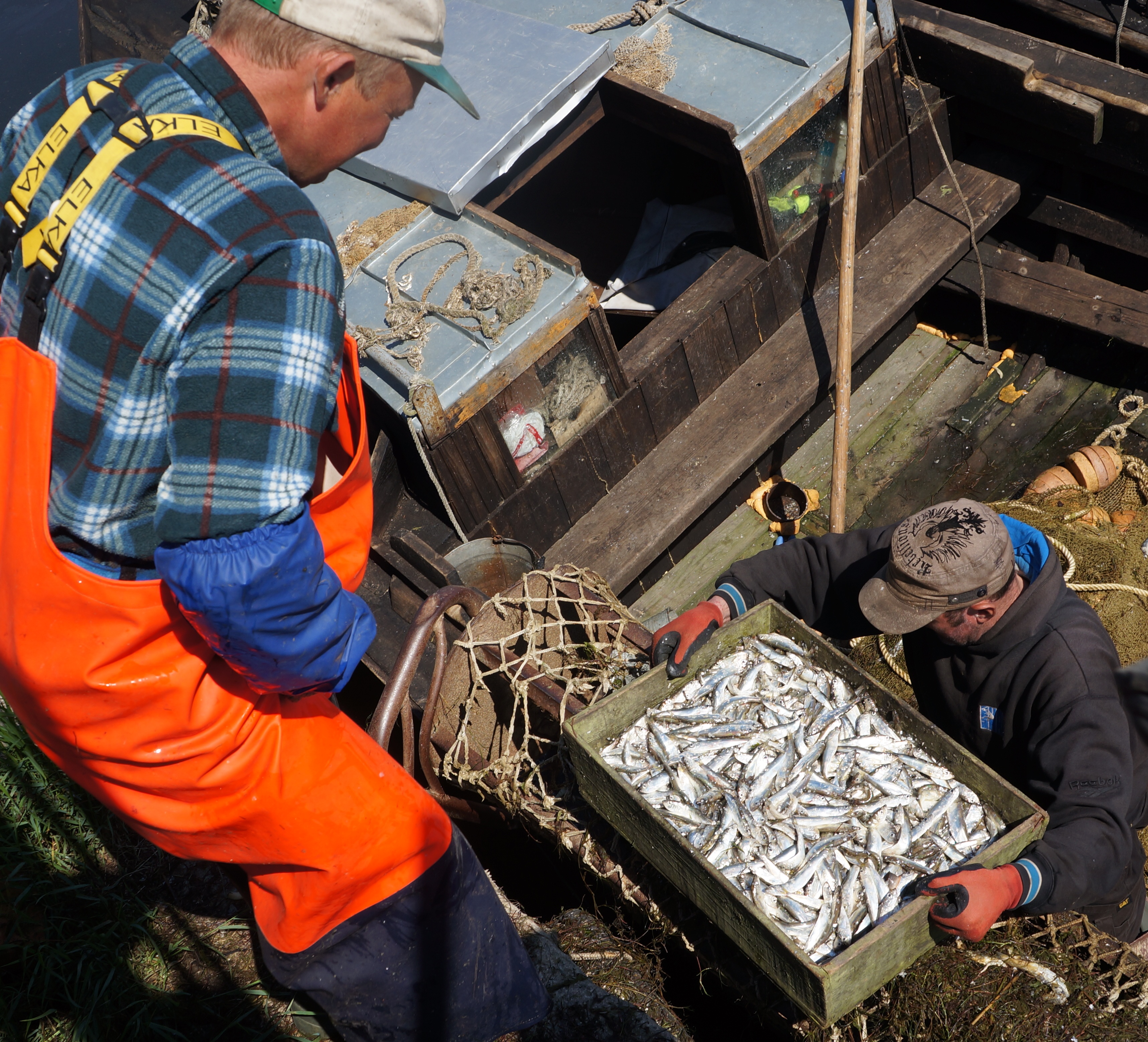 Kilu ja räime seisund Läänemeres on halb