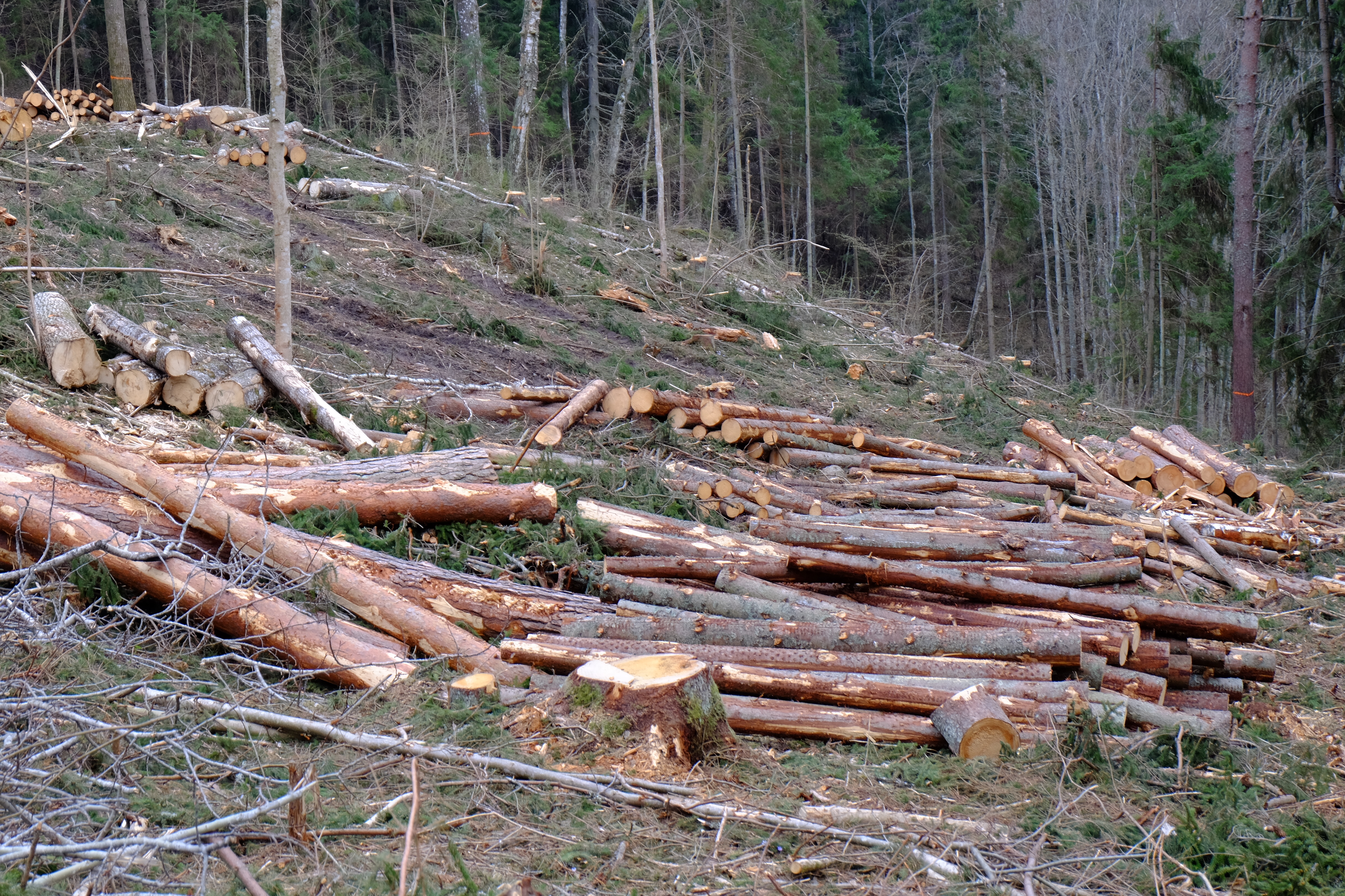 Keskkonnaühendused soovivad, et kogukondadele tähtsaid kodumetsi ei raiutaks lagedaks