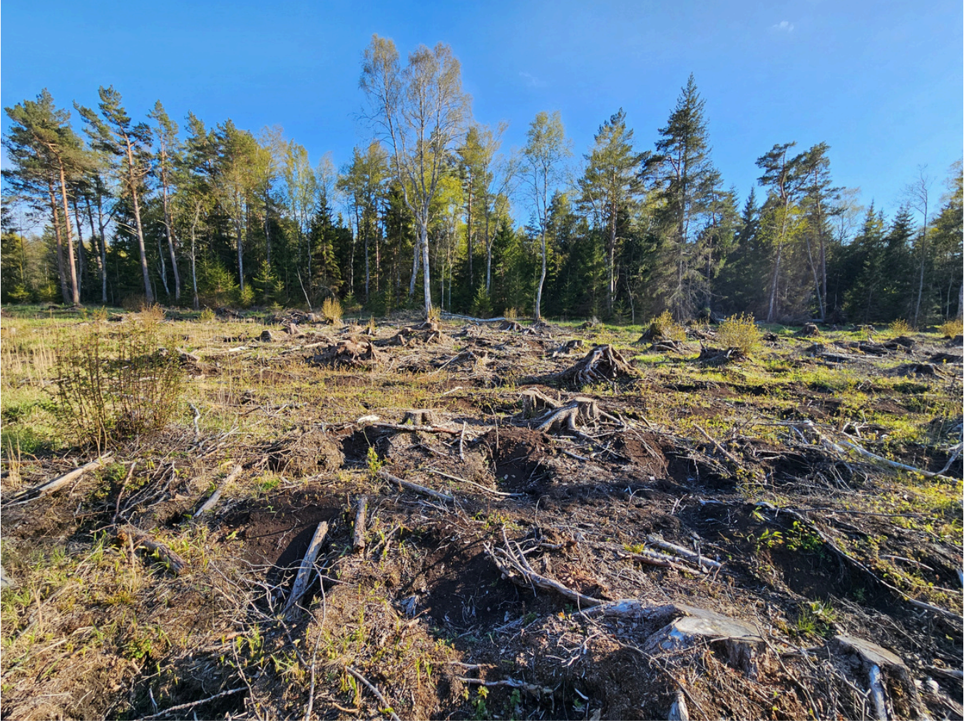 Kaitse nime all raiutud metsad: Hiiumaa juhtum