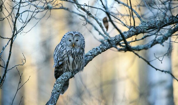 ELF otsib kliimapoliitika eksperti